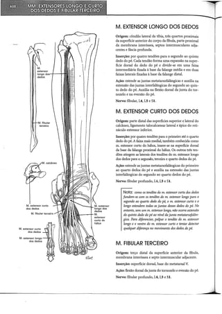Musculos, provas e funções - Kendall.pdf