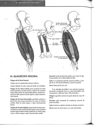 Musculos, provas e funções - Kendall.pdf