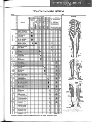 TRONCO E MEMBRO INFERIOR
Nome
~
g
:g
'ª~
o
~
z
Ramo Dorsal Primário
Ramo Ventral Primário
Divisão Anterior
© Florence P. Kendall. A autora permite a reprodução para uso pessoal, mas não para venda.
Data
L1
2
3
lomboin-
mediai
Dermátomos reproduzidos de
flioMhipo-
gástrico
Keegan and Garren Anat Rec 102, 409, 437, 1948
Distribuição cutânea de nervos periféricos reproduzida
de Gray"s Anatomy of the Human Body. 28. ed.
 