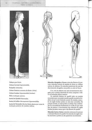 Cabeça: para frente.
Coluna Cervical: hiperestendida.
Escápulas: abduzidas.
Coluna Torácica: aumento da flexão (cifose).
Coluna Lombar: hiperestendida (lordose).
Pelve: inclinação anterior.
Juntas do Quadril: flexionadas.
Juntas do Joelho: discretamente hiperestendidas.
Juntas do Tornozelo: discreta flexão plantar por causa da
inclinação posterior do membro inferior.
Músculos Alongados e Fracos: músculos flexores do pes-
coço, músculos eretores da espinha do dorso, m. oblíquo
externo do abdome. Os músculos posteriores da coxa são
discretamente alongados, mas podem ou não ser fracos.
O m. reto do abdome não está necessariamente alon-
gado, pois a posição deprimida do tórax compensa o efei-
to da inclinação pélvica anterior.
Os músculos flexores do quadril estão em posição
encurtada tanto na posição sentada quando na postura lar-
dórica em pé (como ilustrado acima). No entanto, múscu-
los da região lombar podem ou não estar contraídos. Na
posição sentada, as costas podem se achatar. Essa combina-
ção de circunstâncias fundamenta-se no fãi:o de que nesse
tipo de postura o encurtamento dos músculos da região
lombar prevalece menos que o dos flexores do quadril.
Músculos Curtos e Fortes: músculos extensores do pescoço
e músculos flexores do quadril. Os músculos da região lom-
bar são fortes e podem ou não apresentar encurtamento.
 