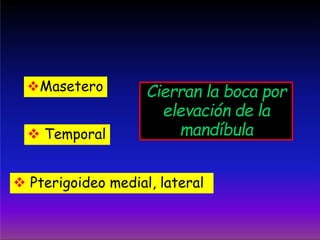 Masetero
 Temporal
Cierran la boca por
elevación de la
mandíbula
 Pterigoideo medial, lateral
 
