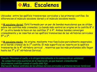 Ms. Escalenos
Ubicados entre las apófisis transversas cervicales y las primeras costillas. Se
diferencian el músculo escaleno dorsal y el músculo escaleno medio.
M escaleno dorsal. Está formado por un par de bandas musculares que se sitúan
sobre las costillas más craneales. La banda más ventral se origina en la costilla 8° ó
9°. La otra banda lo hace en las costillas 3° ó 4°. Ambas bandas convergen
cranealmente y se insertan en las apófisis transversas de las vértebras cervicales
5ª a 3ª.
M escaleno medio. Se origina, mediante tres fascículos parcialmente separados,
en el borde craneal de la 1ª costilla. El más superficial se inserta en la apófisis
transversa de la 4° vértebra cervical , mientras que los más profundos sólo llegan
hasta las 7° y 6° vértebras Cervical.
Función: Flexionan el cuello, o lo dirigen lateralmente si la contracción es unilateral.
Se comportan como auxiliares de la inspiración, ya que mueven cranealmente
las primeras costillas cuando el cuello está fijo.
Inervación: Ramos ventrales de los últimos nervios cervicales y primeros nervios torácicos
 