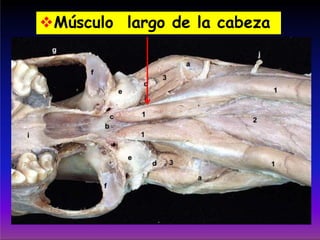 Músculo largo de la cabeza
 