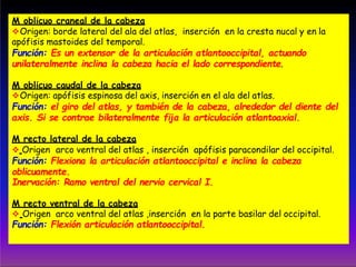 M oblicuo craneal de la cabeza
Origen: borde lateral del ala del atlas, inserción en la cresta nucal y en la
apófisis mastoides del temporal.
Función: Es un extensor de la articulación atlantooccipital, actuando
unilateralmente inclina la cabeza hacia el lado correspondiente.
M oblicuo caudal de la cabeza
Origen: apófisis espinosa del axis, inserción en el ala del atlas.
Función: el giro del atlas, y también de la cabeza, alrededor del diente del
axis. Si se contrae bilateralmente fija la articulación atlantoaxial.
M recto lateral de la cabeza
 Origen arco ventral del atlas , inserción apófisis paracondilar del occipital.
Función: Flexiona la articulación atlantooccipital e inclina la cabeza
oblicuamente.
Inervación: Ramo ventral del nervio cervical I.
M recto ventral de la cabeza
 Origen arco ventral del atlas ,inserción en la parte basilar del occipital.
Función: Flexión articulación atlantooccipital.
 