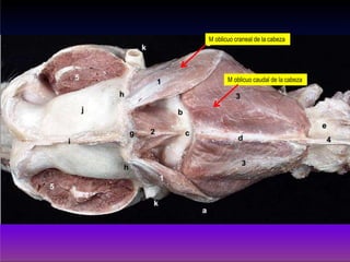 M oblicuo craneal de la cabeza
M oblicuo caudal de la cabeza
 