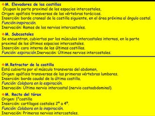 M. Elevadores de las costillas
Ocupan la parte proximal de los espacios intercostales,
Origen: apófisis transversas de las vértebras torácicas.
Inserción: borde craneal de la costilla siguiente, en el área próxima al ángulo costal.
Función:inspiración.
Inervación: Ramos de los nervios intercostales.
M. Subcostales
Se encuentran, cubiertos por los músculos intercostales internos, en la parte
proximal de los últimos espacios intercostales.
Inserción: cara interna de las últimas costillas.
Función: espiración.Inervación: Últimos nervios intercostales.
M.Retractor de la costilla
Está cubierto por el músculo transverso del abdomen,
Origen: apófisis transversas de las primeras vértebras lumbares.
Inserción: borde caudal de la última costilla.
Función: Colabora en la espiración.
Inervación: Último nervio intercostal (nervio costoabdominal).
M. Recto del tórax
Origen: 1°costilla
Inserción: cartílagos costales 2º a 4º.
Función: Colabora en la inspiración.
Inervación: Primeros nervios intercostales.
 