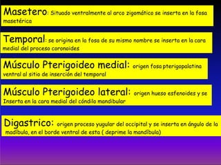 Masetero: Situado ventralmente al arco zigomático se inserta en la fosa
masetérica
Temporal: se origina en la fosa de su mismo nombre se inserta en la cara
medial del proceso coronoides
Músculo Pterigoideo medial: origen fosa pterigopalatina
ventral al sitio de inserción del temporal
Músculo Pterigoideo lateral: origen hueso esfenoides y se
Inserta en la cara medial del cóndilo mandibular
Digastrico: origen proceso yugular del occipital y se inserta en ángulo de la
madíbula, en el borde ventral de esta ( deprime la mandíbula)
 