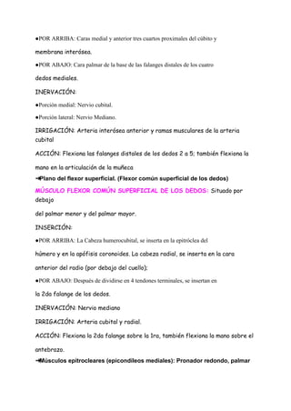 ●POR ARRIBA: Caras medial y anterior tres cuartos proximales del cúbito y
membrana interósea.
●POR ABAJO: Cara palmar de la base de las falanges distales de los cuatro
dedos mediales.
INERVACIÓN:
●Porción medial: Nervio cubital.
●Porción lateral: Nervio Mediano.
IRRIGACIÓN: Arteria interósea anterior y ramas musculares de la arteria
cubital
ACCIÓN: Flexiona las falanges distales de los dedos 2 a 5; también flexiona la
mano en la articulación de la muñeca
➔
Plano del flexor superficial. (Flexor común superficial de los dedos)
MÚSCULO FLEXOR COMÚN SUPERFICIAL DE LOS DEDOS: Situado por
debajo
del palmar menor y del palmar mayor.
INSERCIÓN:
●POR ARRIBA: La Cabeza humerocubital, se inserta en la epitróclea del
húmero y en la apófisis coronoides. La cabeza radial, se inserta en la cara
anterior del radio (por debajo del cuello);
●POR ABAJO: Después de dividirse en 4 tendones terminales, se insertan en
la 2da falange de los dedos.
INERVACIÓN: Nervio mediano
IRRIGACIÓN: Arteria cubital y radial.
ACCIÓN: Flexiona la 2da falange sobre la 1ra, también flexiona la mano sobre el
antebrazo.
➔
Músculos epitrocleares (epicondíleos mediales): Pronador redondo, palmar
 