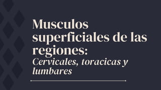 Musculos
superficiales de las
regiones:
Cervicales, toracicas y
lumbares
 