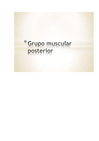 Musculos superiores