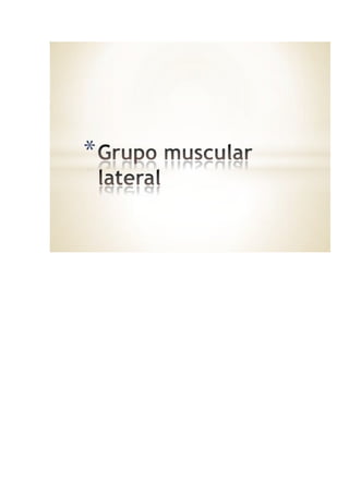 Musculos superiores
