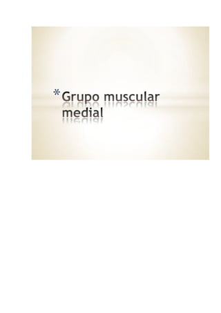 Musculos superiores