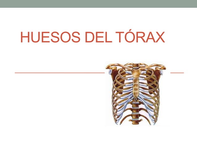 Torax Simple Musculos y huesos del torax anterior y posterior | PPTX