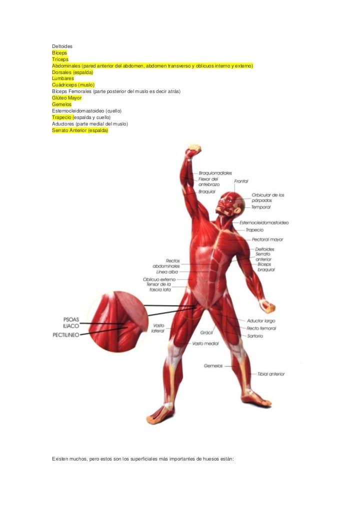Huesos Musculares Related Keywords - Huesos Musculares Huesos Musculares Related Keywords - Huesos Musculares