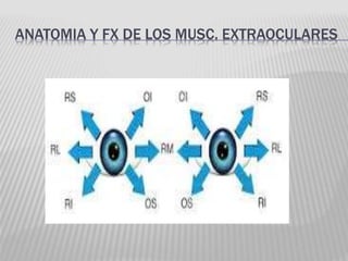 ANATOMIA Y FX DE LOS MUSC. EXTRAOCULARES
 