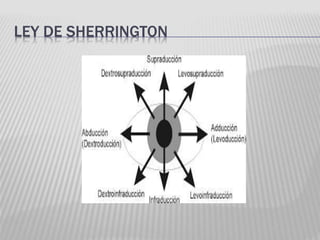 LEY DE SHERRINGTON
 