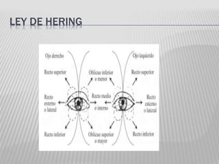 LEY DE HERING
 