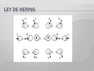 LEY DE HERING
 