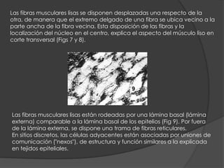 Las fibras musculares lisas están rodeadas por una lámina basal (lámina
externa) comparable a la lámina basal de los epitelios (Fig 9). Por fuera
de la lámina externa, se dispone una trama de fibras reticulares.
En sitios discretos, las células adyacentes están asociadas por uniones de
comunicación ("nexos"), de estructura y función similares a la explicada
en tejidos epiteliales.
Las fibras musculares lisas se disponen desplazadas una respecto de la
otra, de manera que el extremo delgado de una fibra se ubica vecino a la
parte ancha de la fibra vecina. Esta disposición de las fibras y la
localización del núcleo en el centro, explica el aspecto del músculo liso en
corte transversal (Figs 7 y 8).
9
 