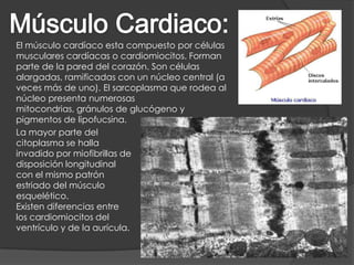 El músculo cardíaco esta compuesto por células
musculares cardíacas o cardiomiocitos. Forman
parte de la pared del corazón. Son células
alargadas, ramificadas con un núcleo central (a
veces más de uno). El sarcoplasma que rodea al
núcleo presenta numerosas
mitocondrias, gránulos de glucógeno y
pigmentos de lipofucsina.
La mayor parte del
citoplasma se halla
invadido por miofibrillas de
disposición longitudinal
con el mismo patrón
estriado del músculo
esquelético.
Existen diferencias entre
los cardiomiocitos del
ventrículo y de la aurícula.
 