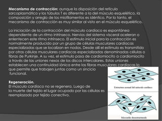 Mecanismo de contracción: aunque la disposición del retículo
sarcoplasmático y los túbulos T es diferente a la del músculo esquelético, la
composición y arreglo de los miofilamentos es idéntico. Por lo tanto, el
mecanismo de contracción es muy similar al visto en el músculo esquelético.
La iniciación de la contracción del músculo cardíaco es espontánea
dependiente de un ritmo intrínseco. Nervios del sistema visceral aceleran o
enlentecen este ritmo intrínseco. El estímulo inicial para la contracción es
normalmente producido por un grupo de células musculares cardíacas
especializadas que se localizan en nodos. Desde allí el estímulo es transmitido
por otras células musculares cardíacas especializadas denominadas células o
fibras de Purkinje. A su vez, el estímulo pasa de cardiomiocito a cardiomiocito
a través de las uniones nexos de los discos intercalares. Estas uniones
establecen una continuidad iónica entre las fibras musculares cardíacas lo
que permite que trabajen juntas como un sincicio
funcional.
Regeneración.
El músculo cardíaco no se regenera. Luego de
la muerte del tejido el lugar ocupado por las células es
reemplazado por tejido conectivo.
 