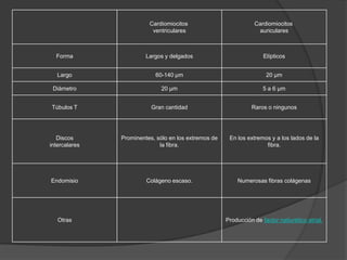 Cardiomiocitos
ventriculares
Cardiomiocitos
auriculares
Forma Largos y delgados Elípticos
Largo 60-140 µm 20 µm
Diámetro 20 µm 5 a 6 µm
Túbulos T Gran cantidad Raros o ningunos
Discos
intercalares
Prominentes, sólo en los extremos de
la fibra.
En los extremos y a los lados de la
fibra.
Endomisio Colágeno escaso. Numerosas fibras colágenas
Otras Producción de factor natiurético atrial.
 