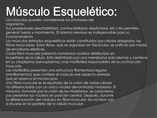 Los músculos pueden considerarse los «motores» del
organismo.
Sus propiedades (excitabilidad, contractibilidad, elasticidad, etc.) les permiten
generar fuerza y movimiento. El sistema nervioso es indispensable para su
funcionamiento.
Los músculos estriados esqueléticos están constituidos por células alargadas: las
fibras musculares. Estas fibras, que se organizan en fascículos, se unifican por medio
de envolturas elásticas.
Cada fibra muscular presenta numerosos núcleos distribuidos en
la periferia de la célula. Está delimitada por una membrana (sarcolema) y contiene
en su citoplasma (sarcoplasma) unas miofibrillas responsables de la contracción
muscular.
Las miofibrillas presentan una estructura filamentosa regular
(miofilamentos) que confiere al músculo ese aspecto estriado
que se observa al microscopio.
Una fibra muscular es el resultado de la unión de varias células
no diferenciadas con un único núcleo denominada mioblasto. El
miotubo, formado por la unión de los mioblastos, se caracteriza
por presentar sus núcleos en posición central. Después, durante
la diferenciación del miotubo en fibra muscular, los núcleos van
a situarse en la periferia de la célula muscular.
 