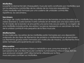 Miofibrillas.
La parte fundamental del citoesqueleto muscular está constituida por miofibrillas que
son los elementos contráctiles de las células de los músculos esqueléticos.
Cada miofibrilla está formada por una cadena de unidades contráctiles
repetitivas, los sarcómeros.
Sarcómero
A lo largo de cada miofibrilla hay una alternancia de bandas oscuras (bandas A) y
claras (bandas I). Cada banda A está cortada en el medio por una raya clara (zona
H). En medio de la banda I se encuentra una zona más oscura (estría Z). La región de
una miofibrilla incluida entre dos estrías Z sucesivas representa un sarcómero Se trata
de la unidad contráctil más pequeña de la fibra muscular.
Miofilamentos
En las moléculas, las estrías de las miofibrillas están formadas por una disposición
ordenada de dos tipos de filamentos de proteína o miofilamentos en el sarcómero.
Los filamentos gruesos están formados por moléculas de miosina. Los filamentos finos
están formados principalmente por actina.
Mitocondrias
El músculo es una verdadera fábrica metabólica que consume energía. El
sarcoplasma de una fibra muscular contiene numerosísimas mitocondrias. Son las
que producen energía (ATP) directamente utilizable por la fibra
muscular para contraer sus miofibrillas.
 