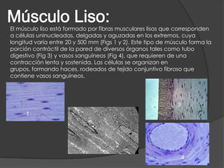 El músculo liso está formado por fibras musculares lisas que corresponden
a células uninucleadas, delgadas y aguzadas en los extremos, cuya
longitud varía entre 20 y 500 mm (Figs 1 y 2). Este tipo de músculo forma la
porción contráctil de la pared de diversos órganos tales como tubo
digestivo (Fig 3) y vasos sanguíneos (Fig 4), que requieren de una
contracción lenta y sostenida. Las células se organizan en
grupos, formando haces, rodeados de tejido conjuntivo fibroso que
contiene vasos sanguíneos.
1
2
3
4
 