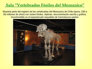 Museo007