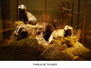FAMILIA DE TEJONES
 