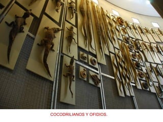 COCODRILIANOS Y OFIDIOS.
 