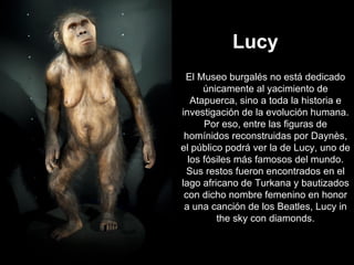 El Museo burgalés no está dedicado únicamente al yacimiento de Atapuerca, sino a toda la historia e investigación de la evolución humana. Por eso, entre las figuras de homínidos reconstruidas por Daynès, el público podrá ver la de Lucy, uno de los fósiles más famosos del mundo. Sus restos fueron encontrados en el lago africano de Turkana y bautizados con dicho nombre femenino en honor a una canción de los Beatles, Lucy in the sky con diamonds. Lucy 