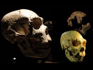 Fue encontrado en 1992 en la  Sima de los Huesos de Atapuerca y bautizado como Miguelón en honor  ciclista Miguel Induráin. Perteneció  a un Homo Heildelbergensis y tiene, al menos, unos 300 mil años de antigüedad. Este valiosísimo fósil podrá verse en el Museo de la Evolución; un hito histórico para todos los aficionados a la Prehistoria. Miguelón 