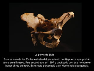 Este es otro de los fósiles estrella del yacimiento de Atapuerca que podrán verse en el Museo. Fue encontrado en 1997 y bautizado con ese nombre en honor al rey del rock. Este resto perteneció a un Homo heidelbergensis. La pelvis de Elvis 