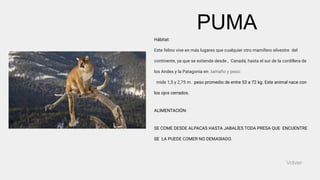 Hábitat:
Este felino vive en más lugares que cualquier otro mamífero silvestre del
continente, ya que se extiende desde , Canadá, hasta el sur de la cordillera de
los Andes y la Patagonia en .tamaño y peso:
mide 1,5 y 2,75 m. peso promedio de entre 53 a 72 kg. Este animal nace con
los ojos cerrados.
ALIMENTACIÓN:
SE COME DESDE ALPACAS HASTA JABALÍES TODA PRESA QUE ENCUENTRE
SE LA PUEDE COMER NO DEMASIADO.
Volver
PUMA
 