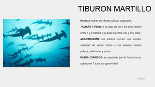 Volver
HÁBITAT: mares de climas cálidos tropicales.
TAMAÑO Y PESO: a la edad de 20 a 30 años miden
entre 4 y 6 metros y su peso es entre 230 y 450 kilos.
ALIMENTACIÓN: los adultos comen una amplia
variedad de peces óseos y los jóvenes comen
pulpos, calamares y peces.
DATOS CURIOSOS: es conocido por la forma de su
cabeza en T y por su agresividad.
TIBURON MARTILLO
 
