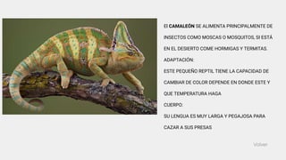Volver
El CAMALEÓN SE ALIMENTA PRINCIPALMENTE DE
INSECTOS COMO MOSCAS O MOSQUITOS, SI ESTÁ
EN EL DESIERTO COME HORMIGAS Y TERMITAS.
ADAPTACIÓN:
ESTE PEQUEÑO REPTIL TIENE LA CAPACIDAD DE
CAMBIAR DE COLOR DEPENDE EN DONDE ESTE Y
QUE TEMPERATURA HAGA
CUERPO:
SU LENGUA ES MUY LARGA Y PEGAJOSA PARA
CAZAR A SUS PRESAS
 