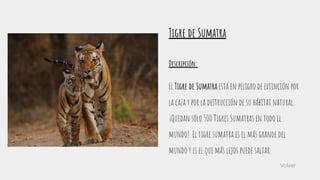 Volver
Tigre de Sumatra
Descripción:
El Tigre de Sumatra está en peligro de extinción por
la caza y por la destrucción de su hábitat natural.
¡Quedan sólo 500 Tigres Sumatras en todo el
mundo!. El tigre sumatra es el más grande del
mundo y es el que más lejos puede saltar.
 