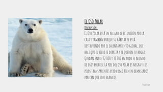 El Oso Polar
Descripción:
El Oso Polar está en peligro de extinción por la
caza y también porque su hábitat se está
destruyendo por el calentamiento global, que
hace que el hielo se derrita y se queden su hogar.
Quedan entre 22.000 y 31.000 en todo el mundo
de osos polares. La piel del oso polar es negra y los
pelos transparentes pero como tienen demasiados
parecen que son blancos.
Volver
 