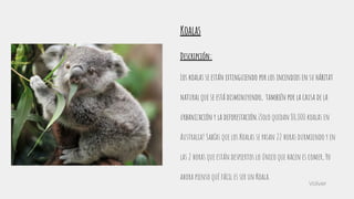 Koalas
Descripción:
Los koalas se están extinguiendo por los incendios en su hábitat
natural que se está disminuyendo, también por la causa de la
urbanización y la deforestación.¡Solo quedan 80,000 koalas en
Australia! Sabías que los Koalas se pasan 22 horas durmiendo y en
las 2 horas que están despiertos lo único que hacen es comer, Yo
ahora pienso qué fácil es ser un Koala.
Volver
 
