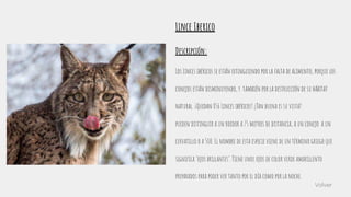 Lince Iberico
Descripción:
Los Linces ibéricos se están extinguiendo por la falta de alimento, porque los
conejos están disminuyendo, y también por la destrucción de su hábitat
natural. ¡Quedan 856 Linces ibéricos! ¿Tan buena es su vista?
pueden distinguir a un roedor a 75 metros de distancia, a un conejo a un
cervatillo o a 500. El nombre de esta especie viene de un término griego que
signiﬁca ‘ojos brillantes’. Tiene unos ojos de color verde amarillento
preparados para poder ver tanto por el día como por la noche.
Volver
 