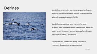 Delfines Los delﬁnes son animales que viven en grupos. han llegado a
formarse por cientos de delﬁnes, Esto les sirve de protección
y también para ayudar a alguien herido.
Los delﬁnes parecen tener tanto interés en los seres
humanos como los seres humanos tienen en ellos. A menudo
viajan junto a los barcos y asoman la cabeza fuera del agua
para echar un vistazo a las personas.
Los delﬁnes para comunicarse emiten sonidos que
reconocen, danzan, con el tacto y con gestos.
Volver
 