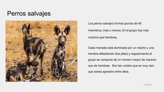 Perros salvajes
Los perros salvajes forman jaurías de 40
miembros, más o menos. En el grupo hay más
machos que hembras.
Cada manada está dominada por un macho y una
hembra alfas(tienen dos jefes) y regularmente el
grupo se compone de un número mayor de machos
que de hembras. Son tan unidos que es muy raro
que exista agresión entre ellos.
Volver
 