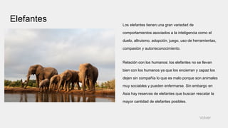 Elefantes
Los elefantes tienen una gran variedad de
comportamientos asociados a la inteligencia como el
duelo, altruismo, adopción, juego, uso de herramientas,
compasión y autorreconocimiento.
Relación con los humanos: los elefantes no se llevan
bien con los humanos ya que los encierran y capaz los
dejen sin compañía lo que es malo porque son animales
muy sociables y pueden enfermarse. Sin embargo en
Asia hay reservas de elefantes que buscan rescatar la
mayor cantidad de elefantes posibles.
Volver
 