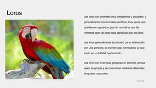 Loros Los loros son animales muy inteligentes y sociables, y
generalmente son animales pacíficos. Hay veces que
pueden ser agresivos, pero lo normal es que las
hembras sean un poco más agresivas que los loros.
Los loros generalmente al principio de su interacción
con una persona, se sienten algo intimidados ya que
están en un hábitat desconocido.
Los loros son aves muy gregarias en general, porque
viven en grupos y se comunican mediante diferentes
lenguajes corporales.
Volver
 