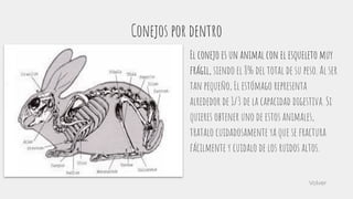 Conejos por dentro
El conejo es un animal con el esqueleto muy
frágil, siendo el 8% del total de su peso. Al ser
tan pequeño, El estómago representa
alrededor de 1/3 de la capacidad digestiva. Si
quieres obtener uno de estos animales,
tratalo cuidadosamente ya que se fractura
fácilmente y cuidalo de los ruidos altos.
Volver
 