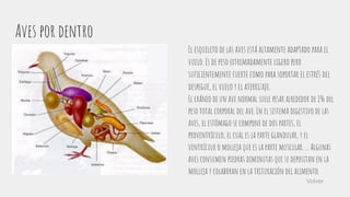 Aves por dentro
El esqueleto de las aves está altamente adaptado para el
vuelo. Es de peso extremadamente ligero pero
suﬁcientemente fuerte como para soportar el estrés del
despegue, el vuelo y el aterrizaje.
El cráneo de un ave normal suele pesar alrededor de 1% del
peso total corporal del ave. En el sistema digestivo de las
aves, el estómago se compone de dos partes, el
proventrículo, el cual es la parte glandular, y el
ventrículo o molleja que es la parte muscular. ... Algunas
aves consumen piedras diminutas que se depositan en la
molleja y colaboran en la trituración del alimento.
Volver
 