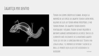 Lagartija por dentro
Tienen un cuerpo cubierto de escamas. Aunque la
mayoría de las especies de lagartos tienen cuatro patas,
algunos de ellos las tienen apenas perceptibles, o no
tienen piernas. Los lagartos tienen dientes
puntiagudos y aﬁlados. Pueden ser muy pequeños o
bastante grandes dependiendo de la especie. Uno de los
elementos más fascinantes de la anatomía lagarto
tiene que ver con su capacidad para oler. Tienen una
lengua larga, y el parpadeo de entrada y salida de la
boca, les permite oler lo que está sucediendo a su
alrededor. Volver
 