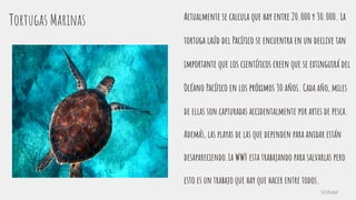 Tortugas Marinas Actualmente se calcula que hay entre 20.000 y 30.000. La
tortuga laúd del Pacíﬁco se encuentra en un declive tan
importante que los cientíﬁcos creen que se extinguirá del
Océano Pacíﬁco en los próximos 30 años. Cada año, miles
de ellas son capturadas accidentalmente por artes de pesca.
Además, las playas de las que dependen para anidar están
desapareciendo.La WWF esta trabajando para salvarlas pero
esto es un trabajo que hay que hacer entre todos.
Volver
 
